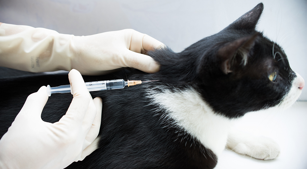 Veterinary Needle